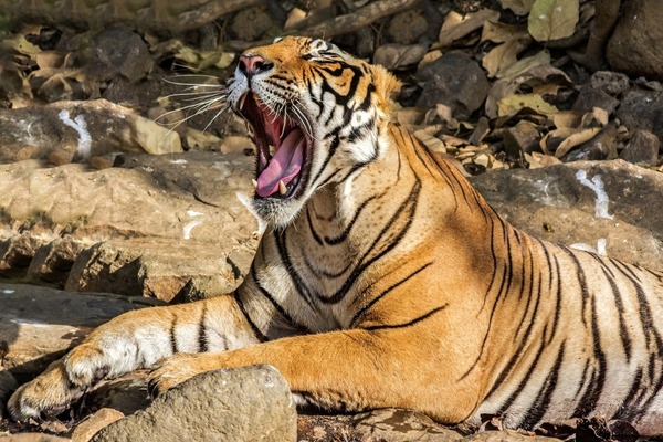 INDIJA IN NARODNI PARK RANTHAMBHORE