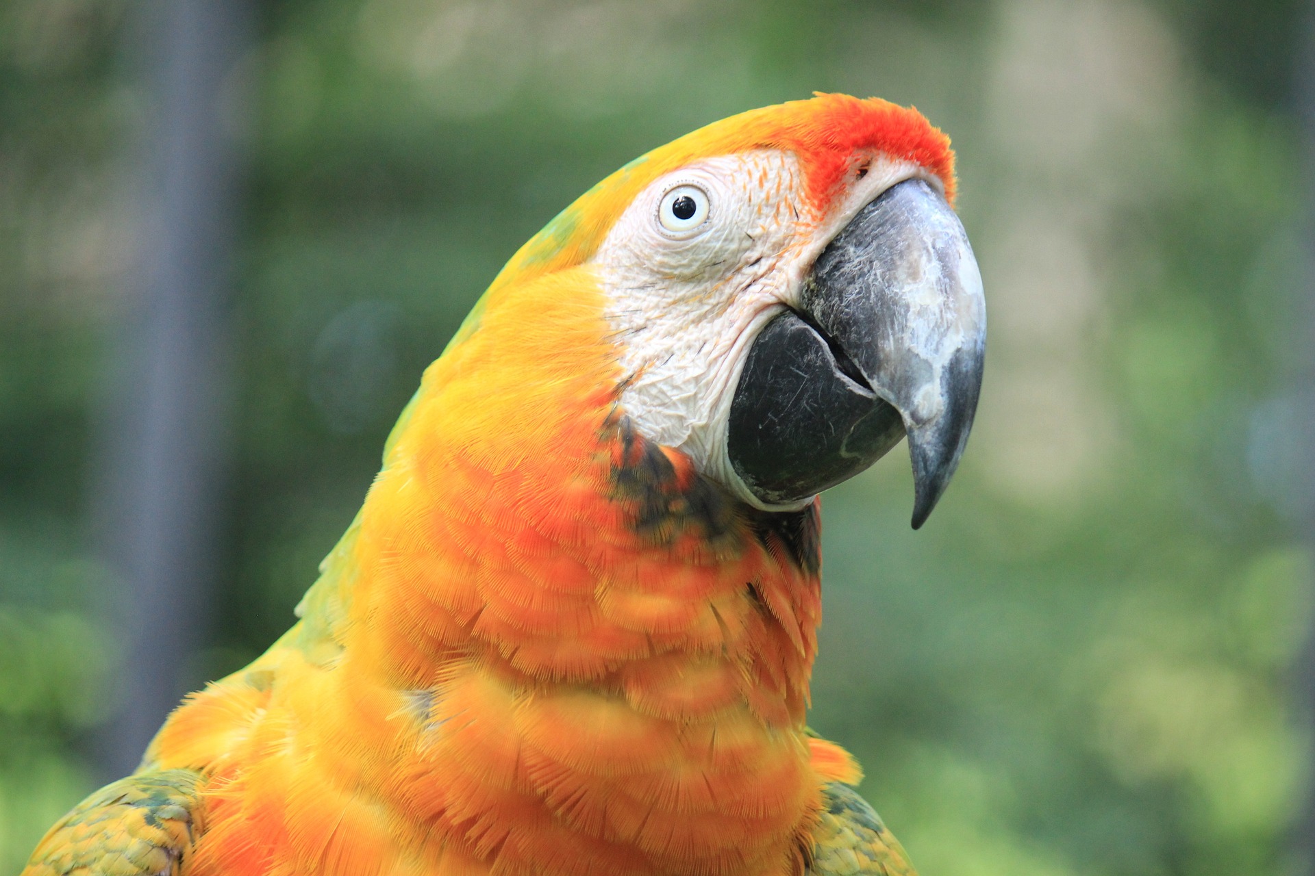 parrot-gc1d959f79_1920