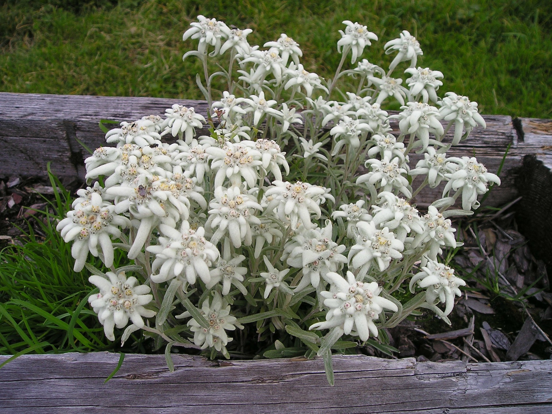 edelweiss-175218_1920