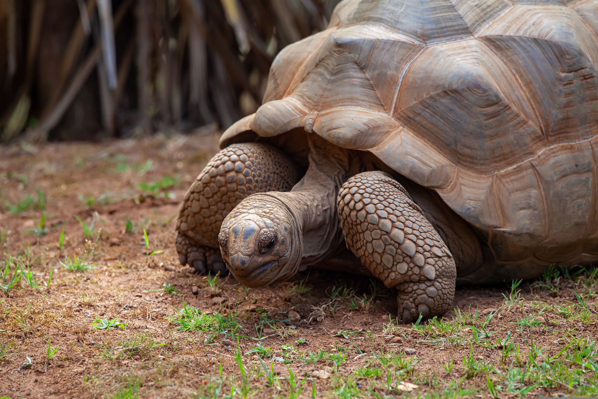 aldabra-tortoise-g88e605388_1920