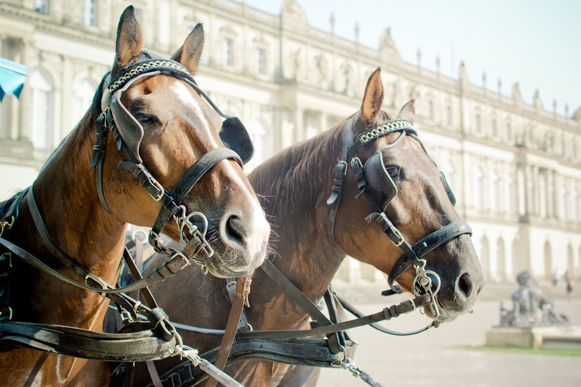 horse-drawn-carriage-g6629720e4_1920