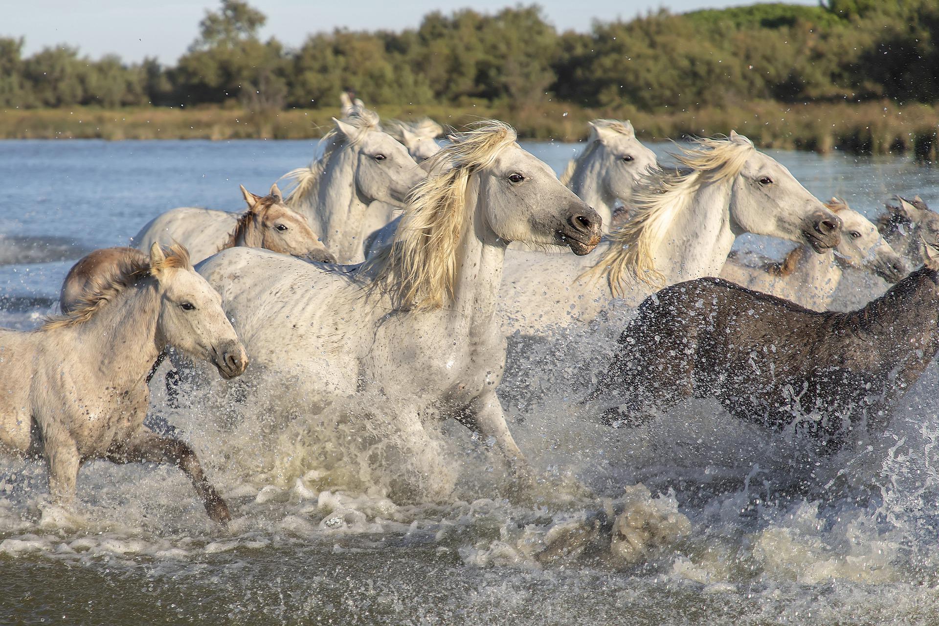 camargue-g13be0aad8_1920