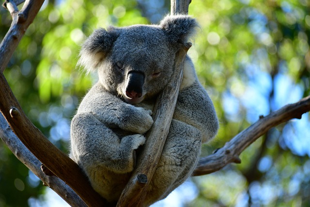 cute-koala-4313675_640