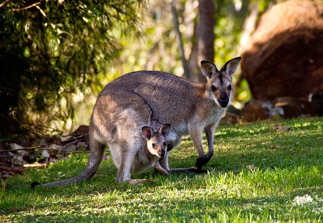 wallabies-411548_640