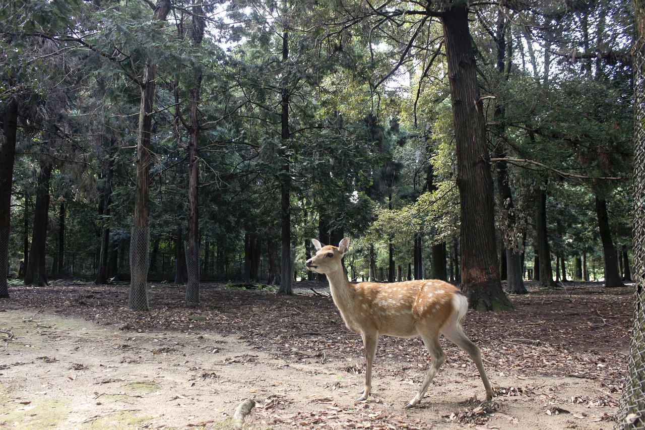 deer-5204567_1280