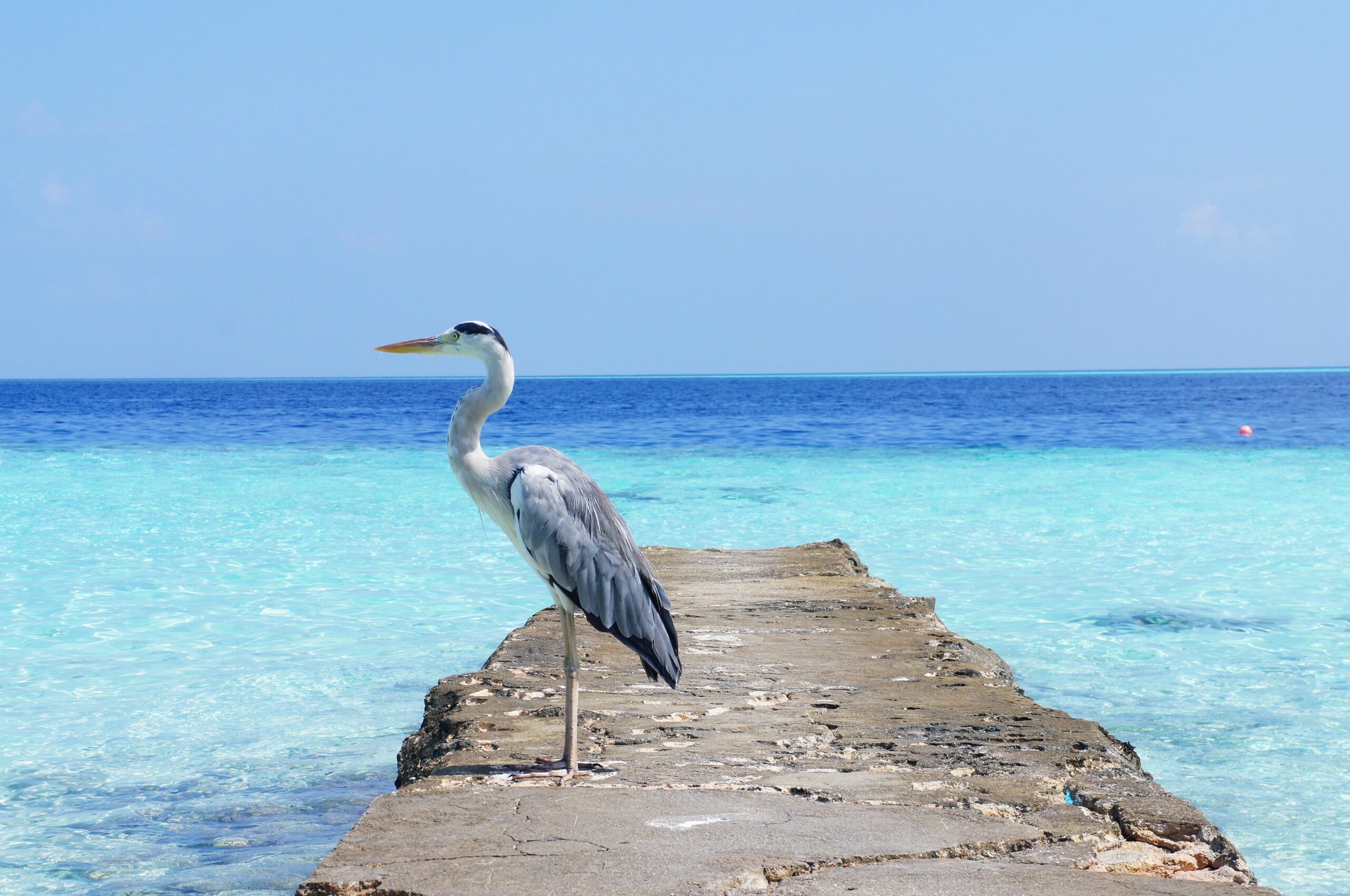 881936-heron-1357037