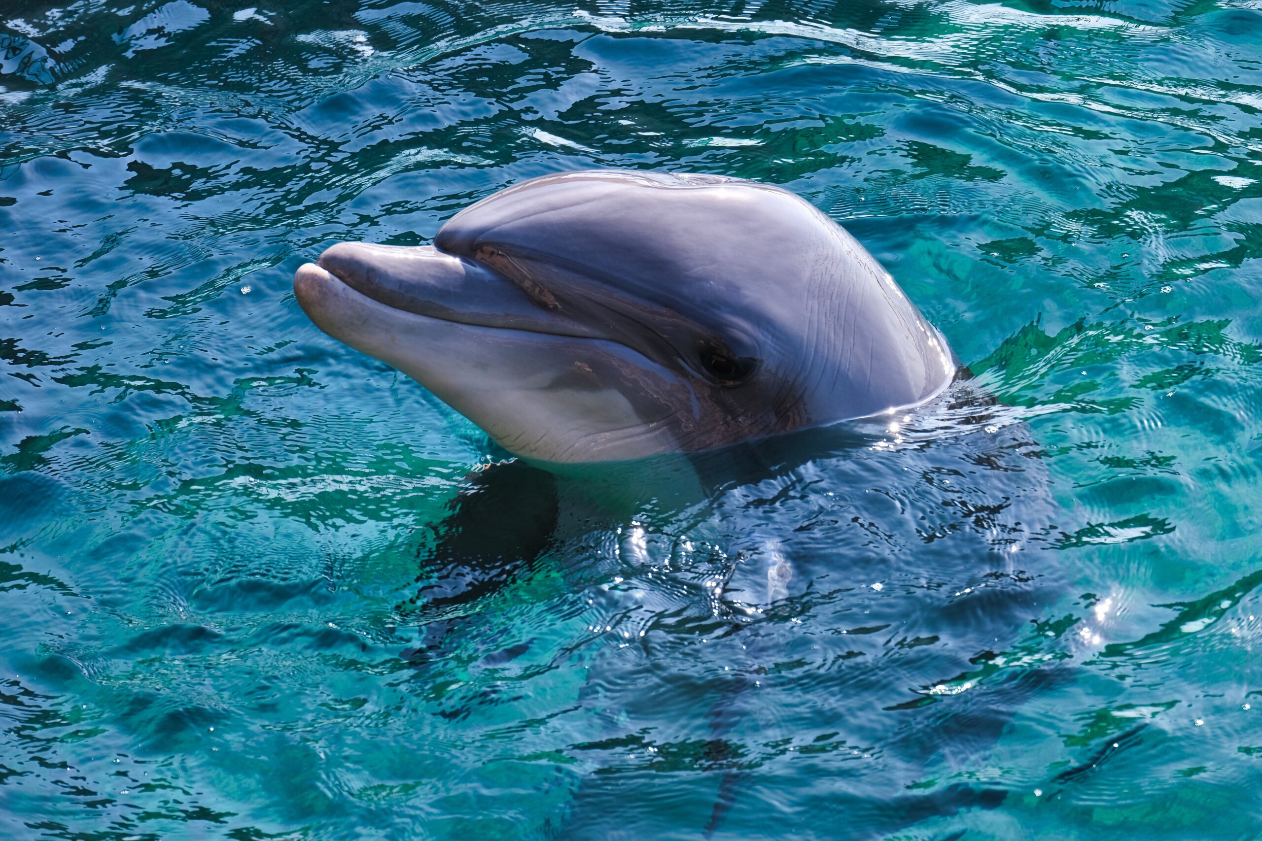 derevv-dolphin-4715099