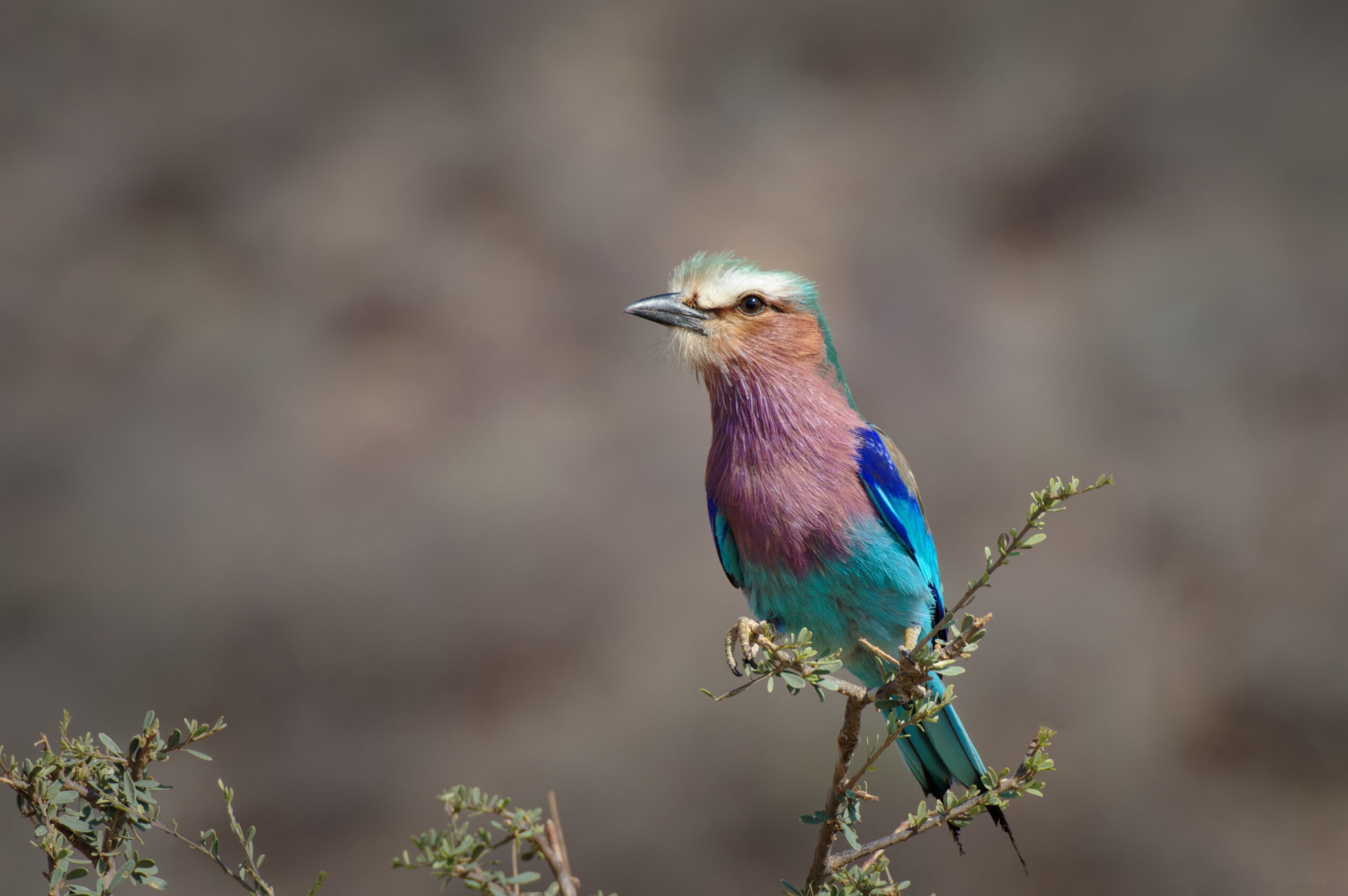 gildaix-bird-7765384