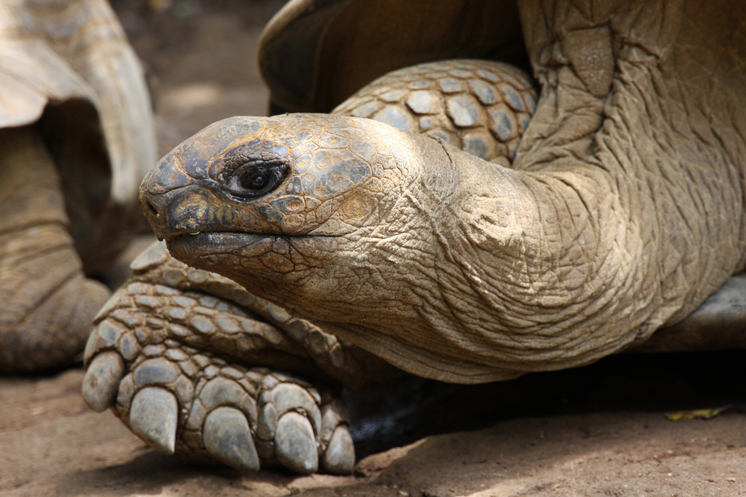 kachi-giant-tortoise-4042512