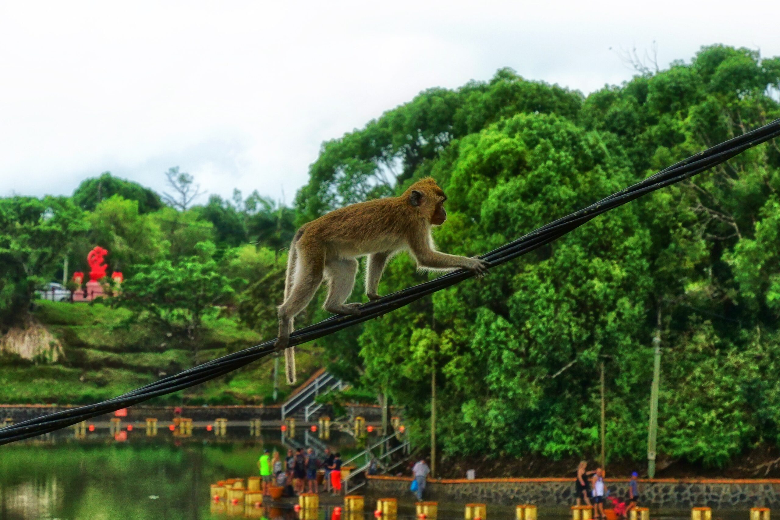 makabera-ape-7441146
